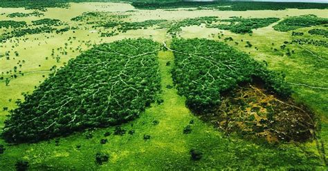 8billiontree