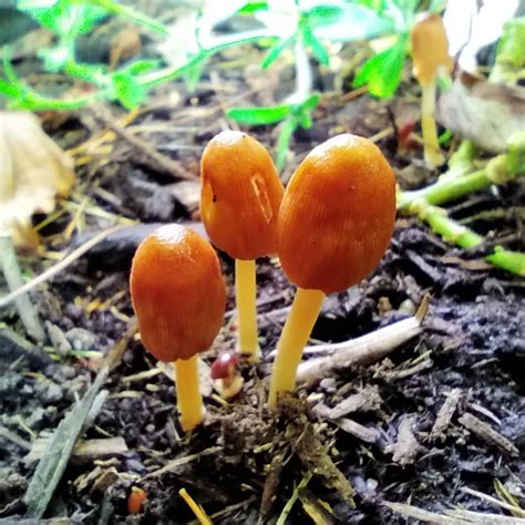 @shrooms.