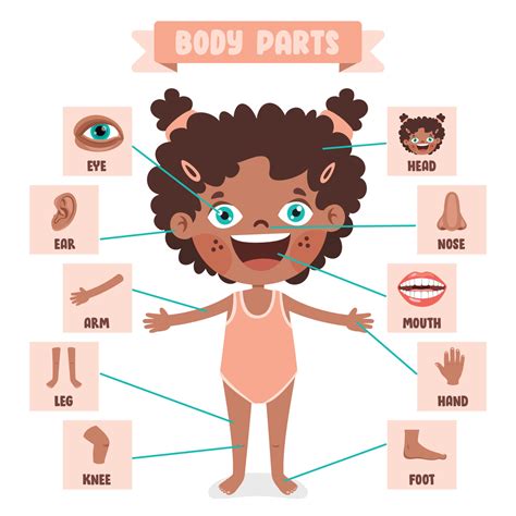 Body.