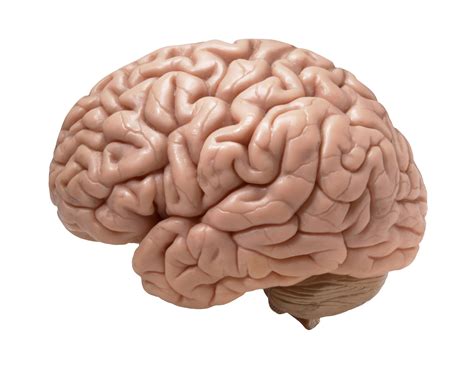 CEREBRO®.