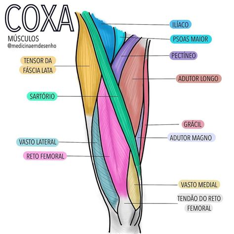 Coxa.