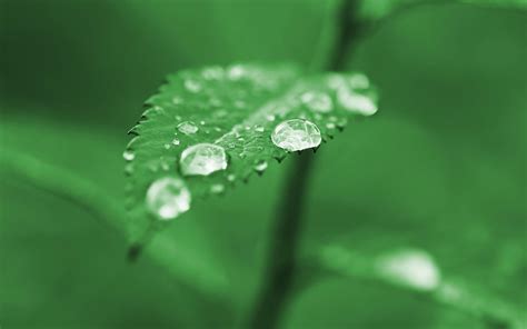 Dewdrop.