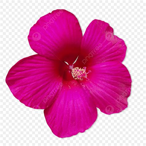 FLOR.