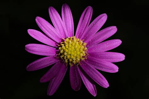 Flower.