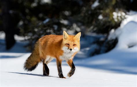 Fox.