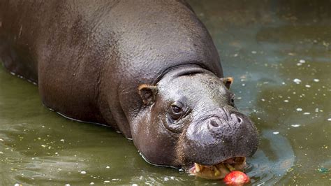 Hippo.