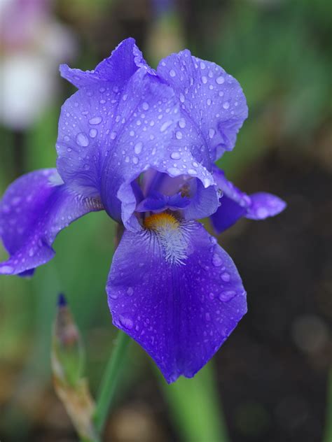 IRIS.