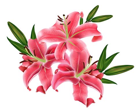 Lily.