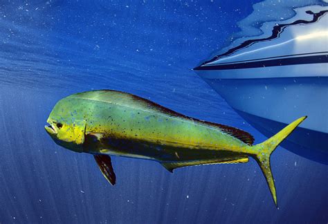 Mahi.
