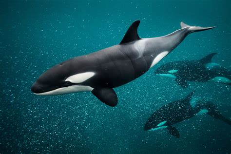 ORCA.