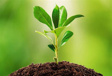 Plant.