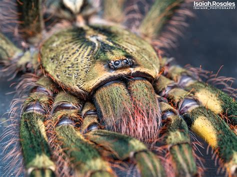 Poecilotheria.