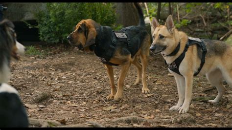 Strays.2023.1080p.10bit.WEBRip.6CH.x265.HEVC.