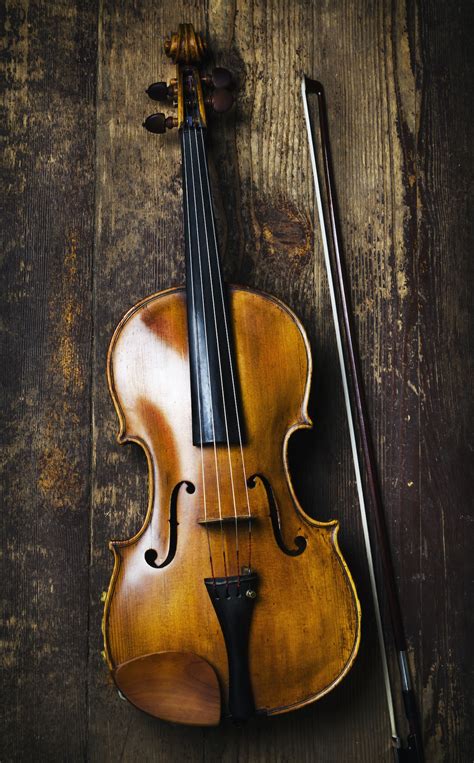 Viola.