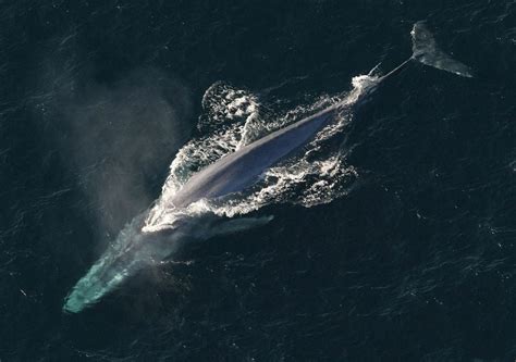 Whale.