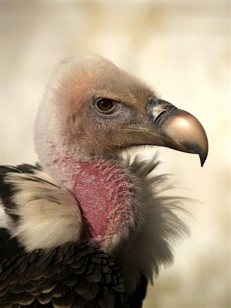 aasvogel
