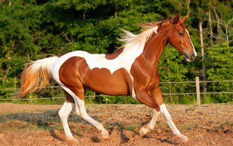 caballos.