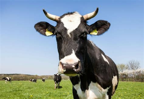 cow.