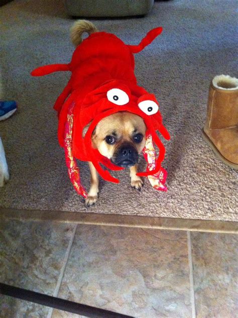 crabdog.