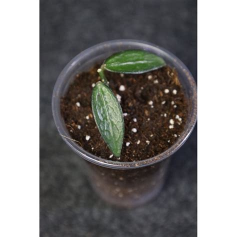 hoya88
