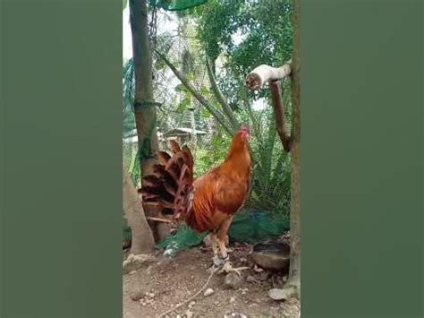 kabilyada