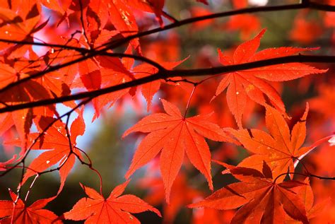 maple.
