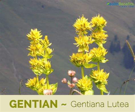 ngentain