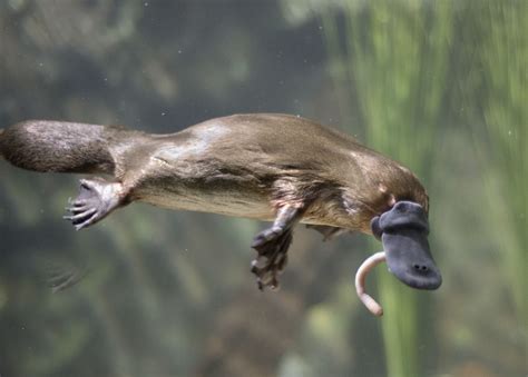 platypus.