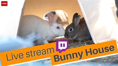 rabbiscams