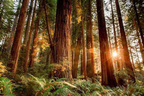 redwood.