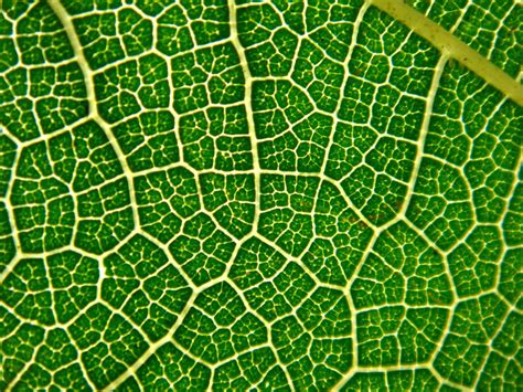 reticulate.