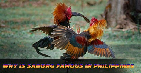 sabong30