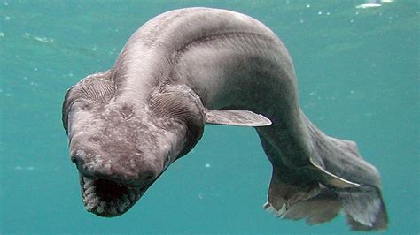 sharkodd