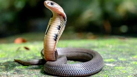 snake.