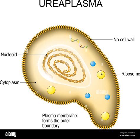 uriplasma