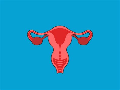 vagina.