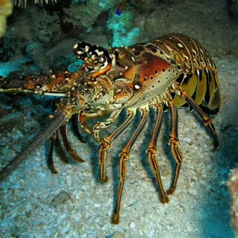www.lobster777.co.