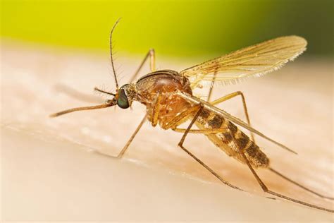 «Mosquito.