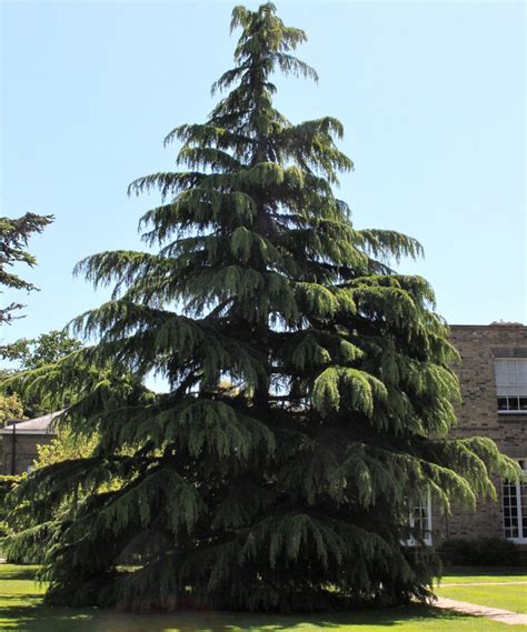 ‎Cedars.