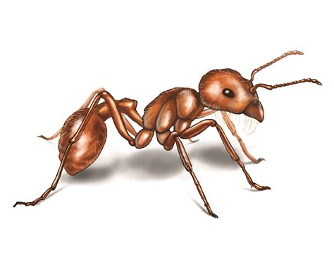 ‘Ant.
